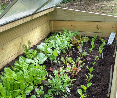 Start Your Veggie Garden Today